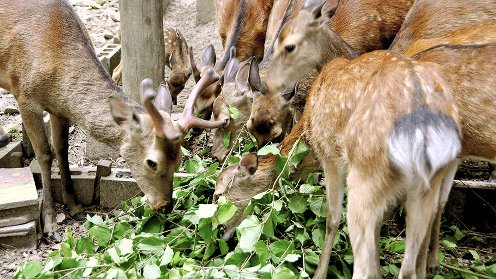 動物たち