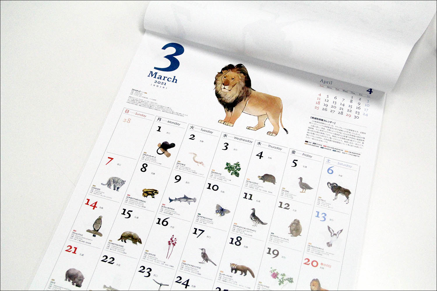 マンガ学部在学生が ワケングループ21年度カレンダーの挿絵を制作 365日すべての日付に 絶滅危惧種に指定された動植物のイラストを掲載 京都精華大学