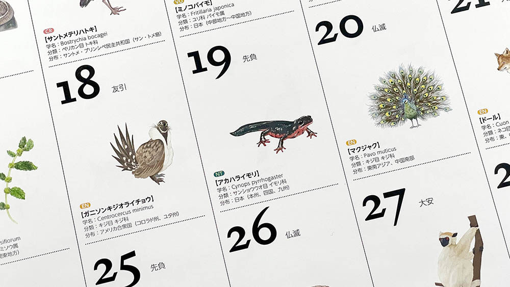 マンガ学部在学生が ワケングループ22年度カレンダーの挿絵を制作 365日すべての日付に 絶滅危惧種に指定された動植物のイラストを掲載 京都精華大学